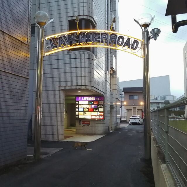 鹿児島県は霧島市、国分駅近くの中心部の百貨店、山形屋の隣にひっそりとあるのは”LAVENDER ROAD”(ラベンダーロード)と書かれたアーチ看板。

このアーチの奥には「ラベンダービル」なるいわゆるスナックビルがあり、奥まった場所にあるビルを目立たせるためのアーチと思われます。

よく見ると“L”の横にあるカクテルグラスのマークはビルの看板とも統一されています。後ろ側は配線が見えていて、こちらから見ることは想定していない作りでした。

再開発されたような街並みでアーチを見つけるのは厳しいかなと思いながら歩いていましたが、思わぬところでの発見。いや～歩いてみるものですね。

Welcome arch of Lavener building at Kirishima city, Kagoshima. 

2022
#アーチ看板 #アーチ #街歩き #鹿児島県 #霧島市 #arch #street #japan_photo #japan #Kagoshima #Kirishima #Lavender #スナックビル #スナック #国分 #ラベンダー